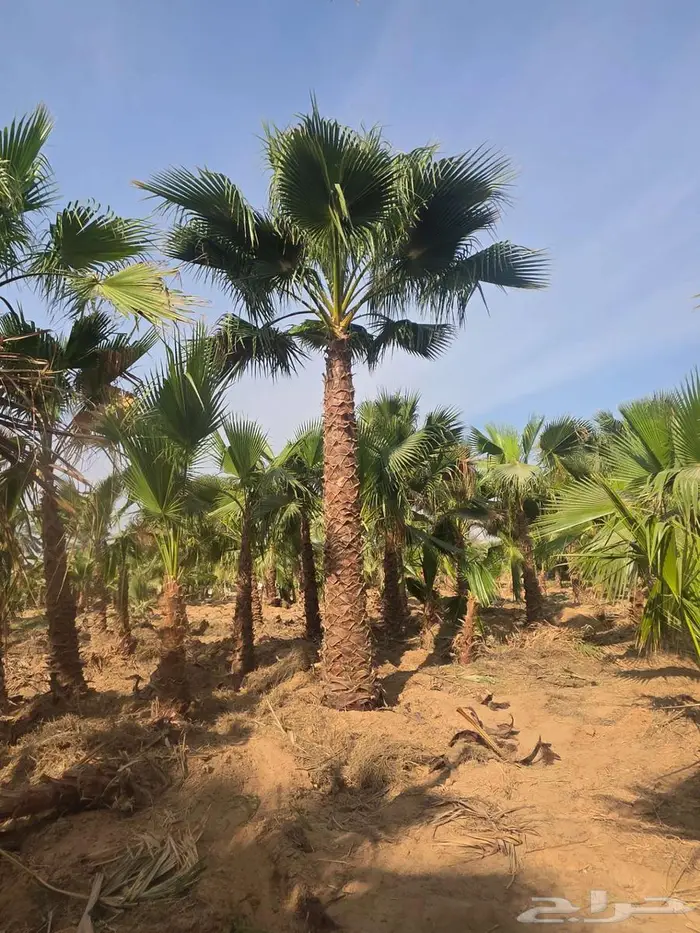 نخل واشنطن 0