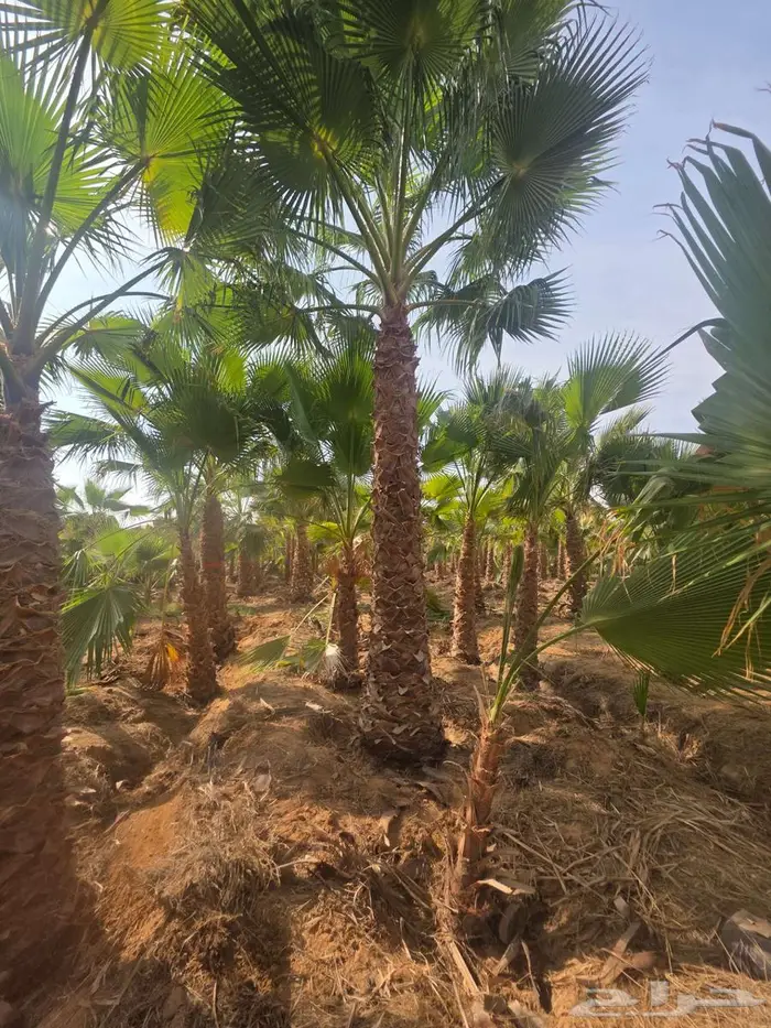 نخل واشنطن 5