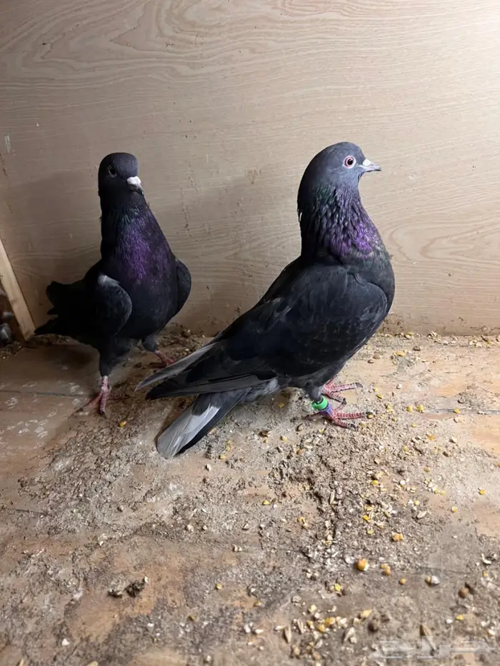 حمام قلابي قطيفي 0