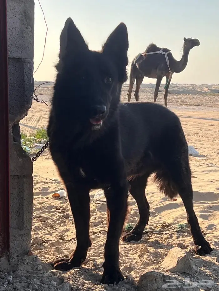 كلب ذكر جيرمن 1