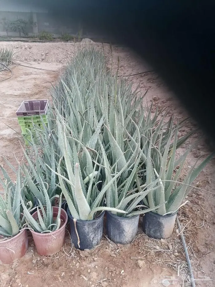 تم توفير صبار الاوليفيرا السر العجيب للشعر الجذاب 0