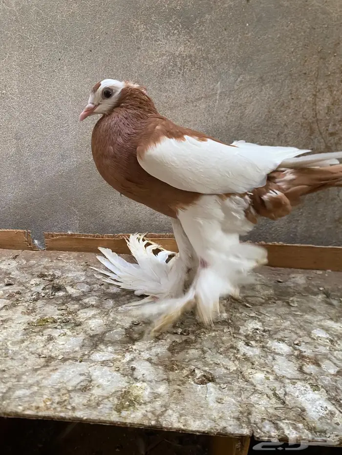 انثى نفاخ مصوبع 0