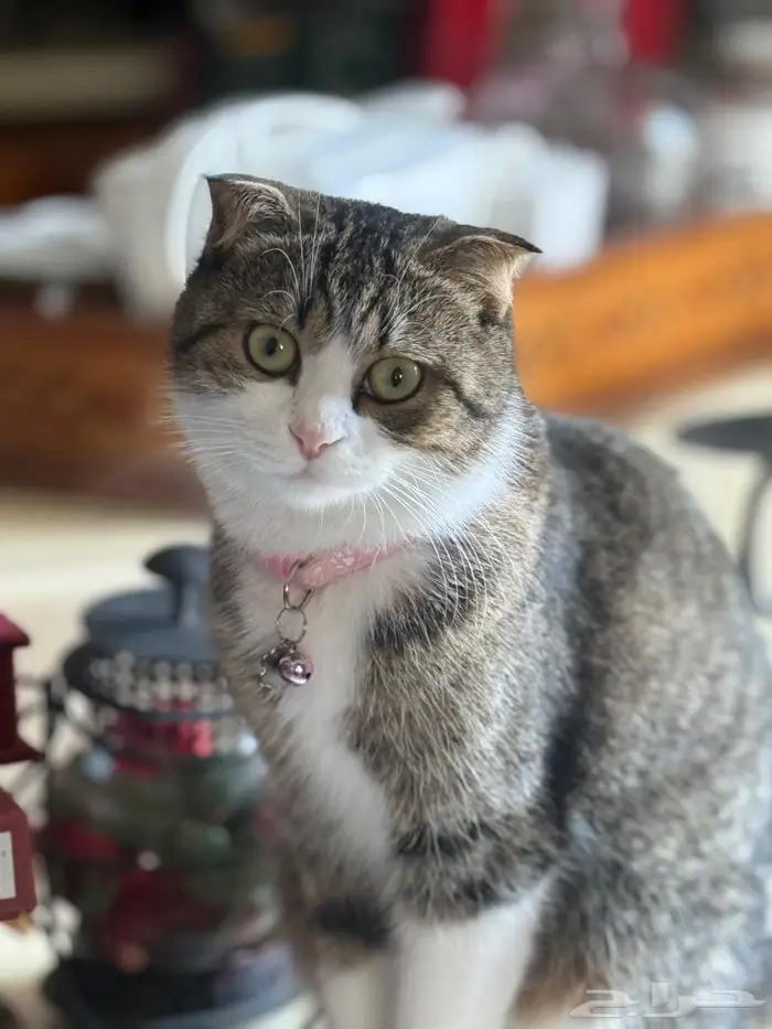 اسكوتش انثى للتبني 0