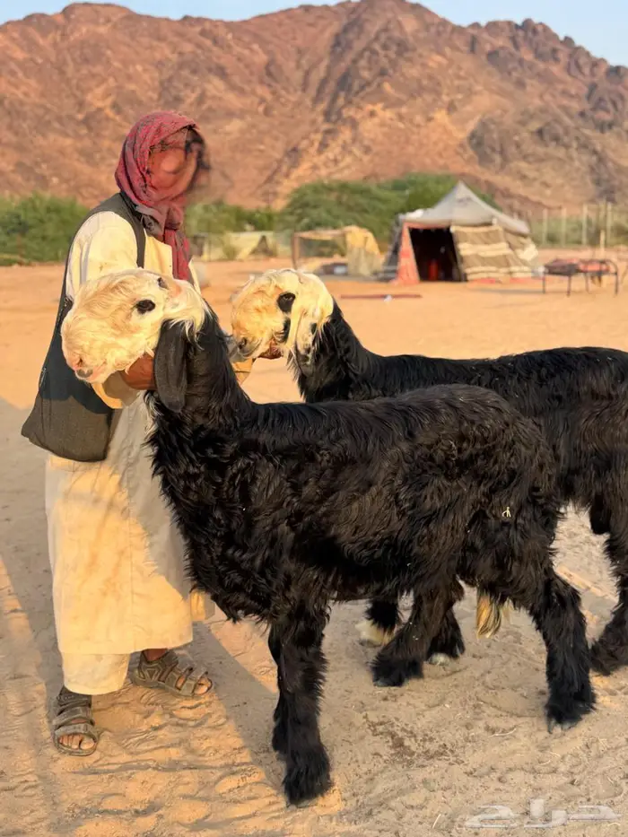 مشاريع فحول نجد كفو فواخر 1