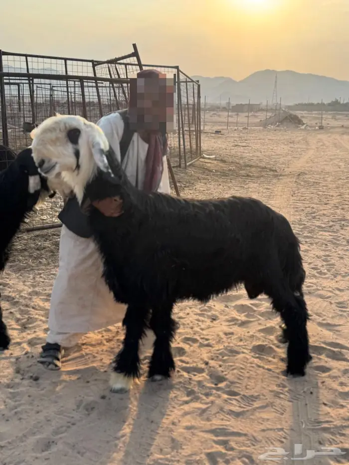 مشاريع فحول نجد كفو فواخر 0