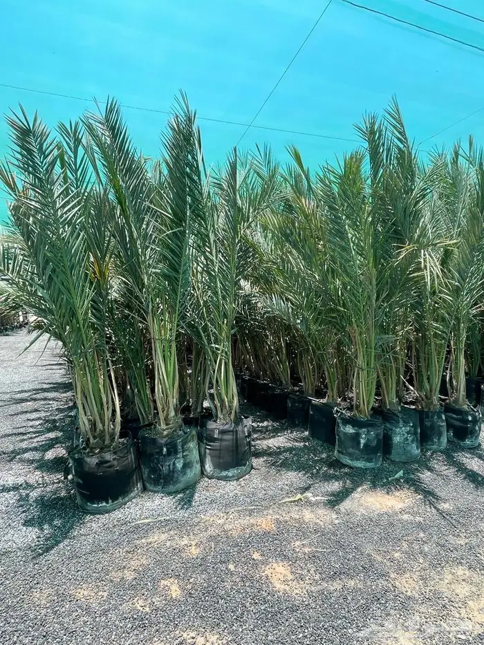 نخل من القصيم 0