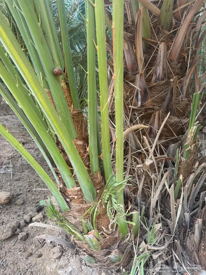 نخل من القصيم 2