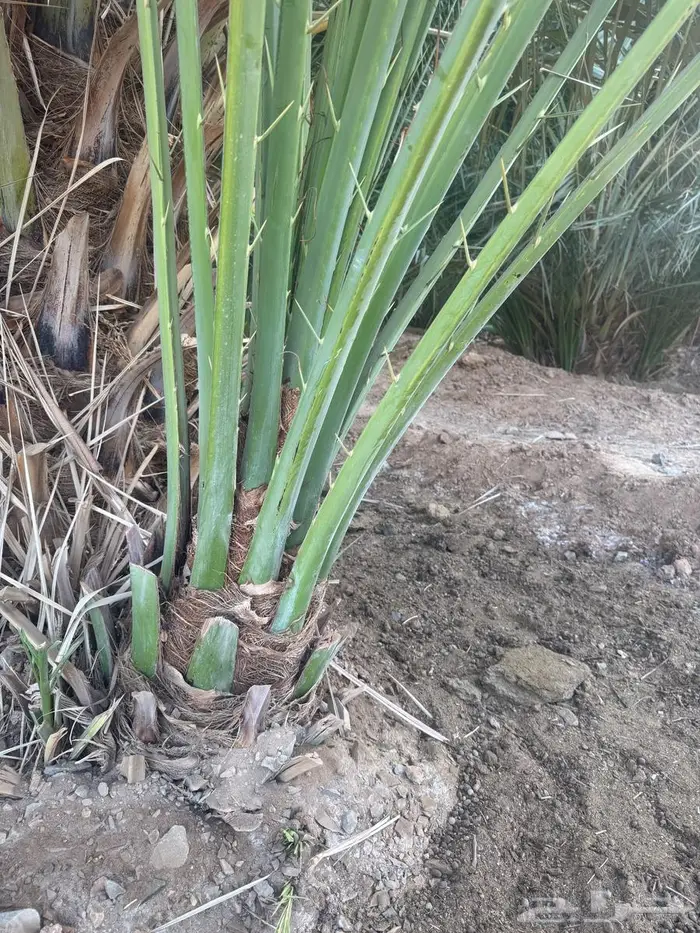 نخل من القصيم 6