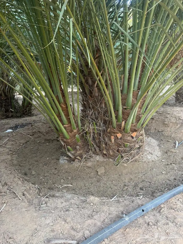 نخل من القصيم 5