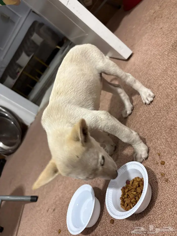 للتبن ي  جرو عمره شهران يحتاج رعاية 1