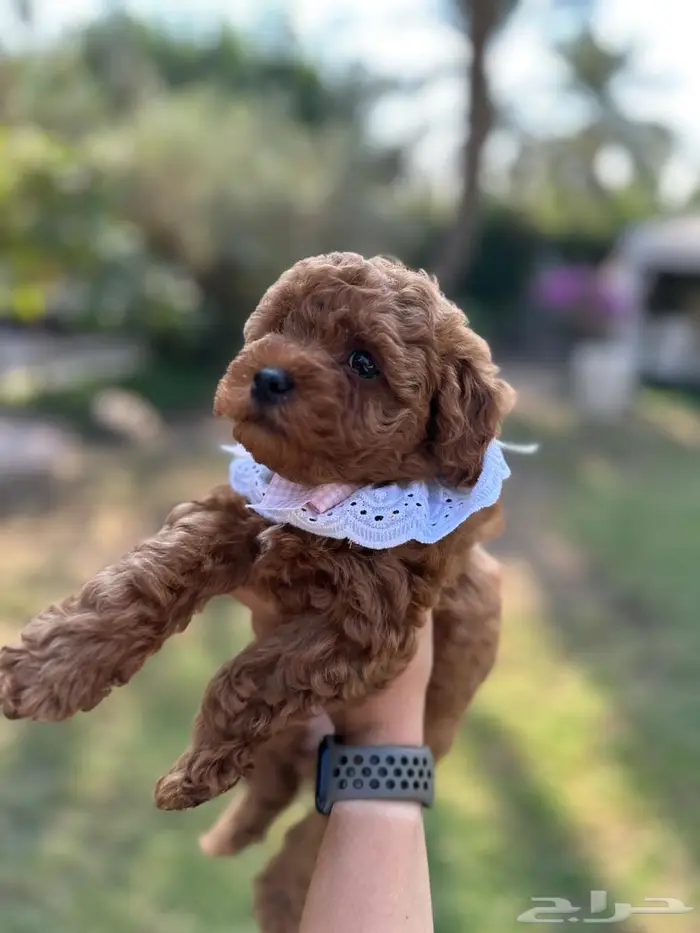 توي بودل ذكور و اناث 1