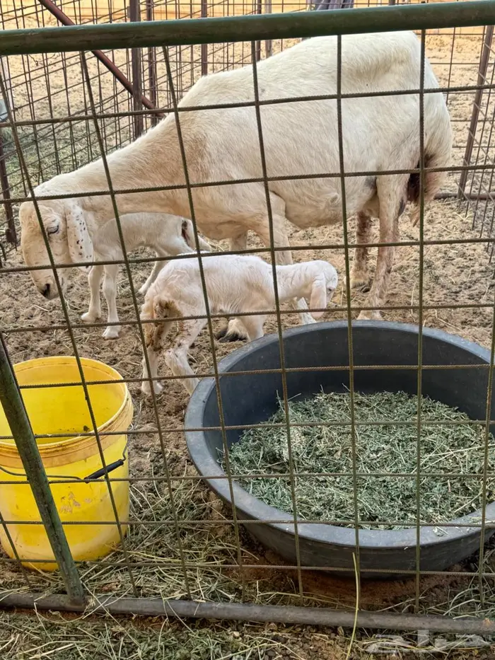 غنم خلفات صغار سن دفيع و مضاريع سونار شرط 2