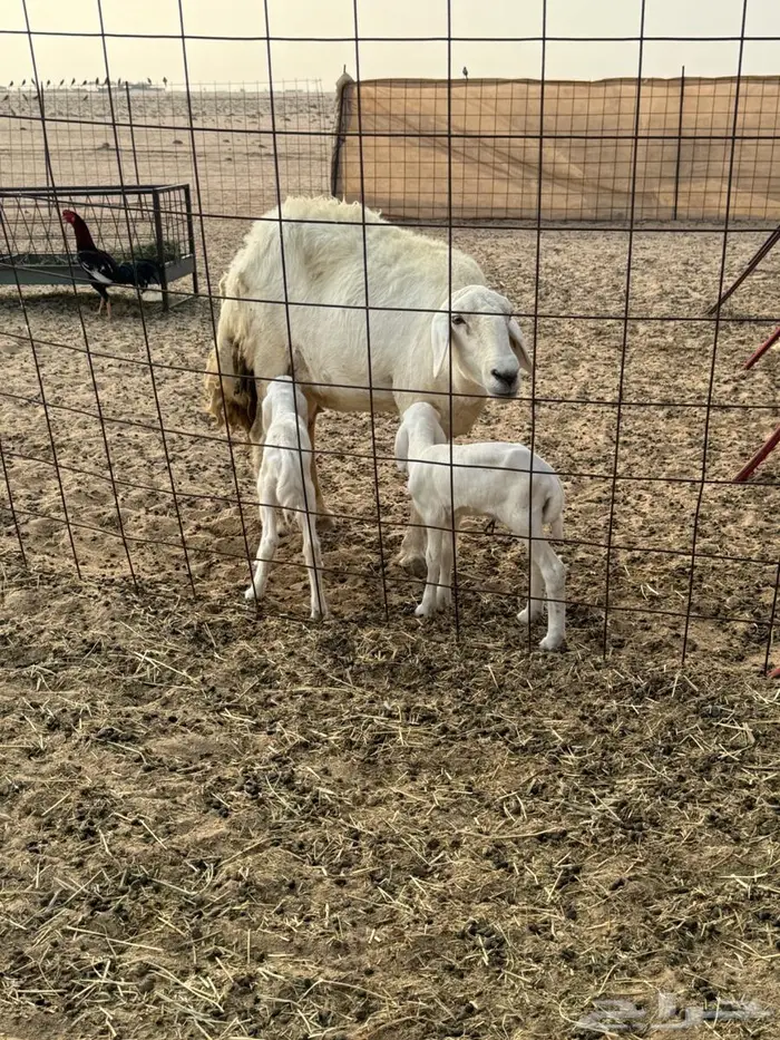 غنم خلفات صغار سن دفيع و مضاريع سونار شرط 3