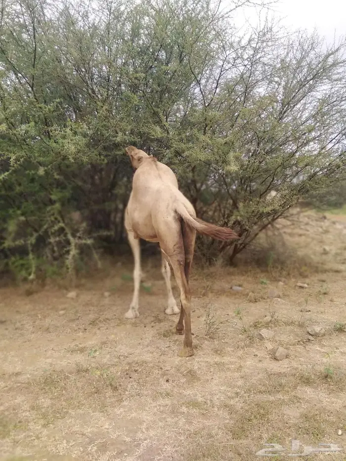 ناقه للبيع 2