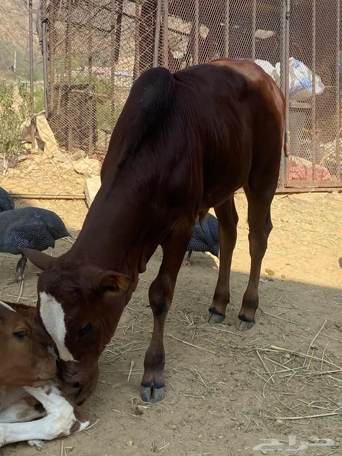 حسيل للبيع محايل عسير 1