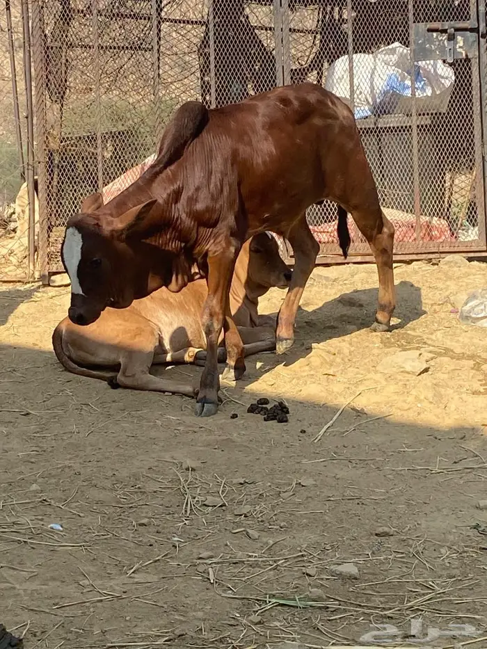 حسيل للبيع محايل عسير 0