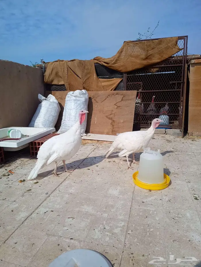 طقم رومي بلدي ابيض بياض ديك ودجاجتين 0