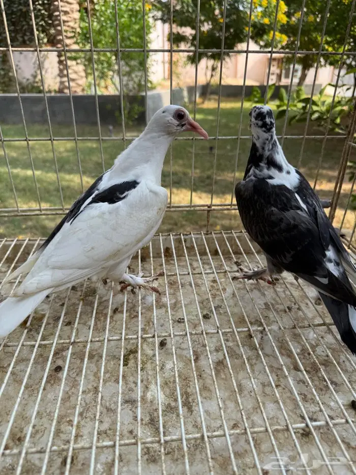 طبه حمام حساوي للبيع 1