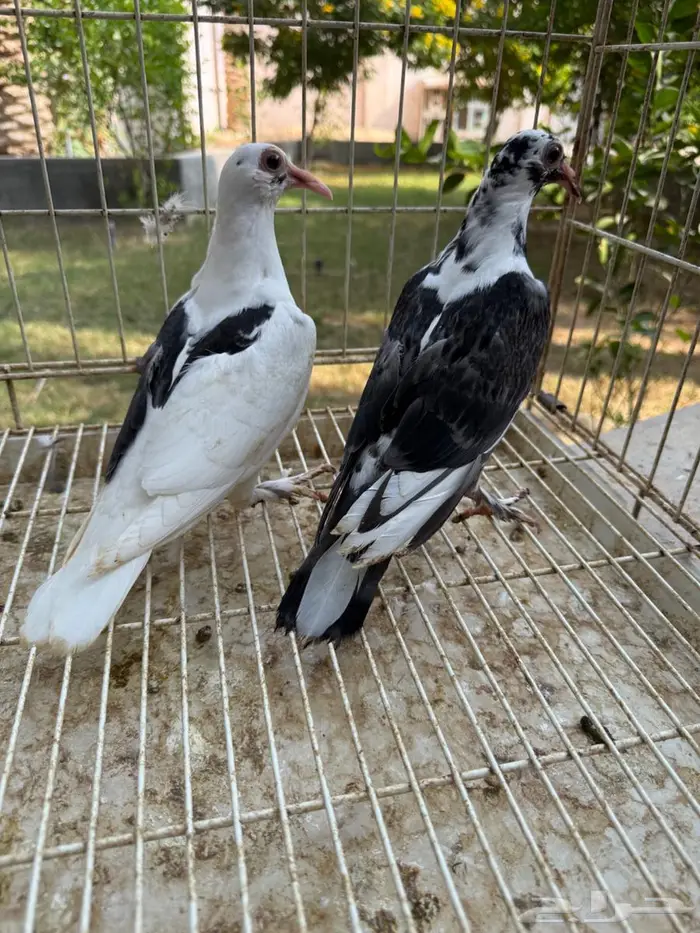 طبه حمام حساوي للبيع 0