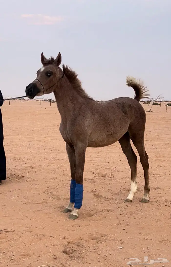 مهره واهو مكس فاخره بدقري قوي 7