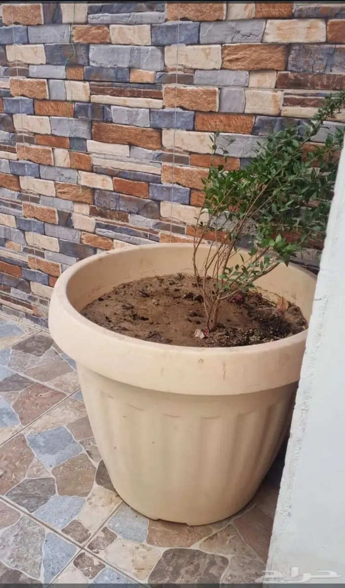 أحواض سليمه 1