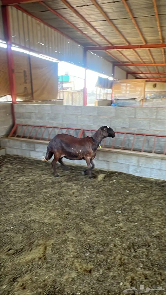 ساكنيه حمريه أصيله السن بدايه سديس 0