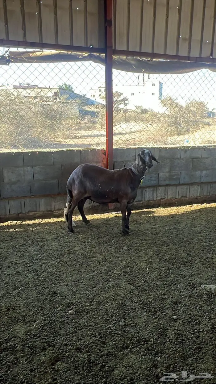 ساكنيه حمريه أصيله السن بدايه سديس 1