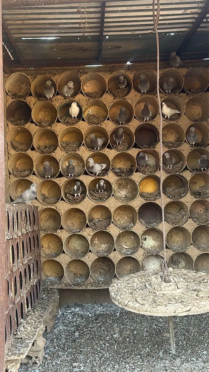 حمام فرنسي وزاجل 3