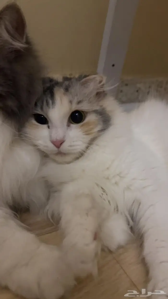 تبني قطه سكوتش شيرازيه عمرها سنتين 0