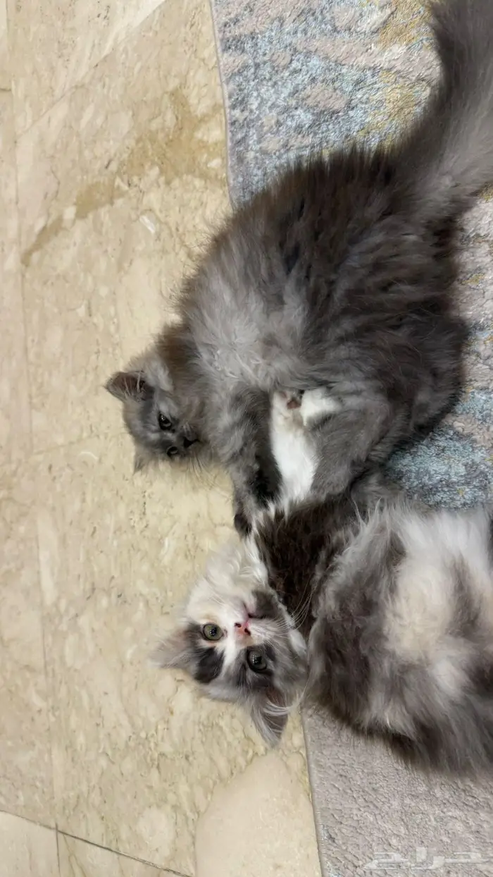 قطتين شيرازي للبيع ب1200 0