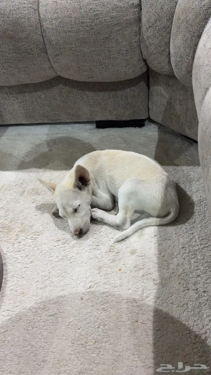 للتبن ي  جرو عمره شهران يحتاج رعاية 0