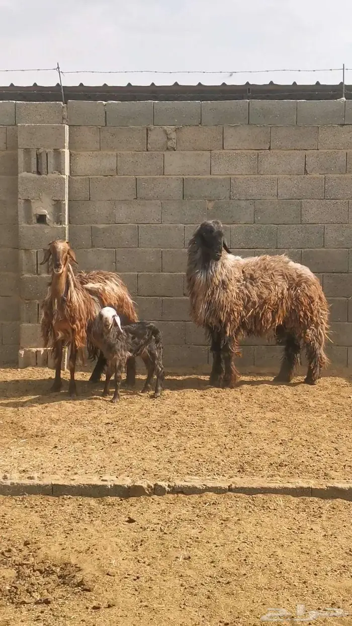 خروف وشاة والد 1