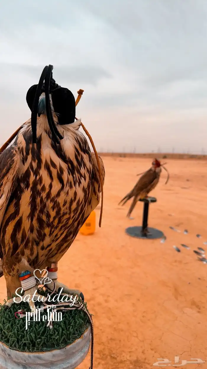 تأجير صقور 0