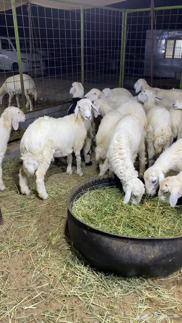 طليان حرية 0