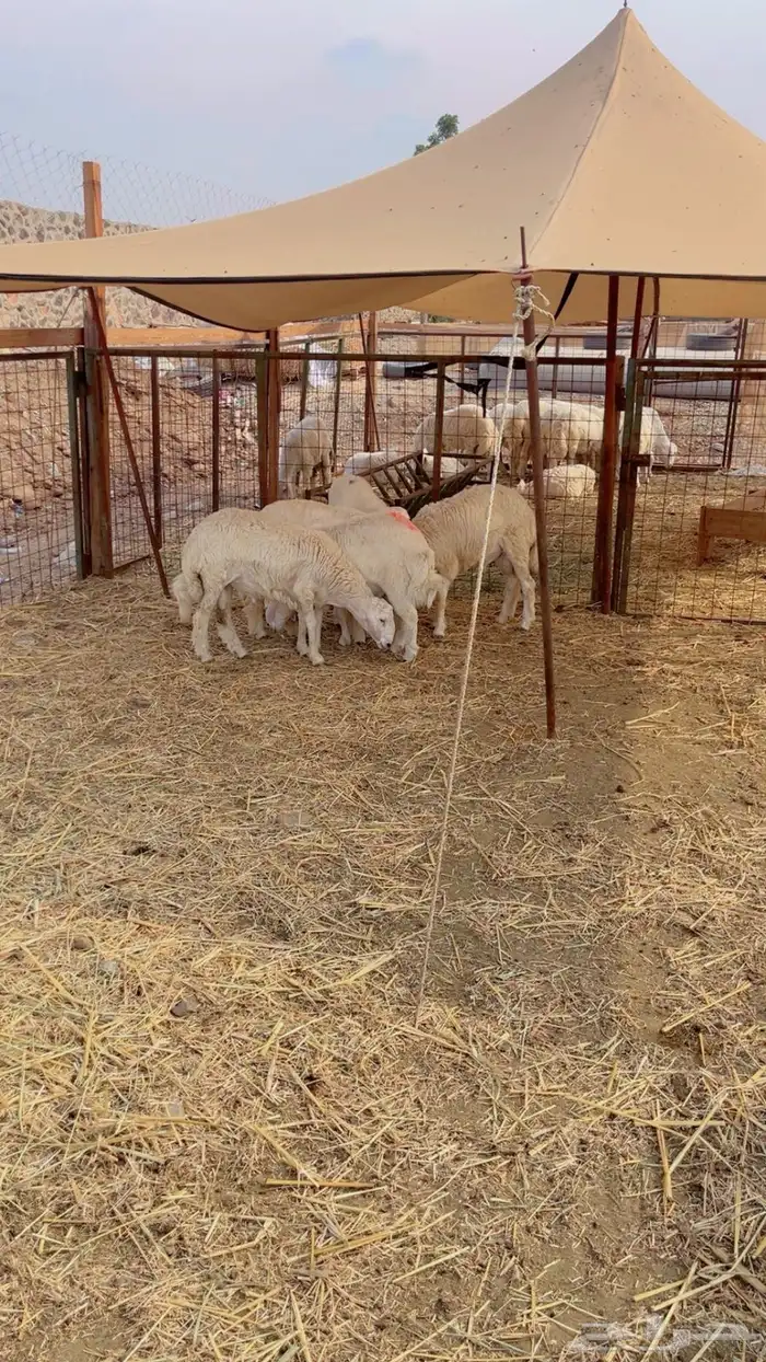 ذبائح مناسبات وثلاجه -يتوفر ذبح وتوصيل 1