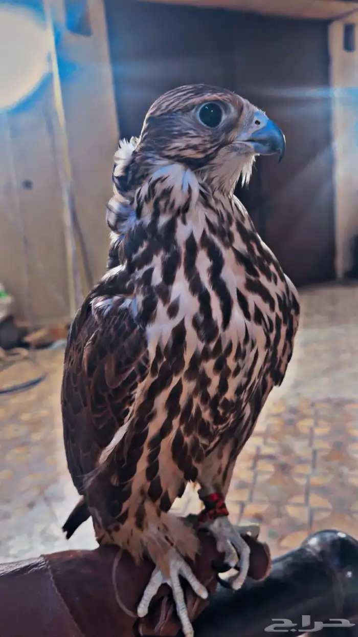 تأجير صقور 1