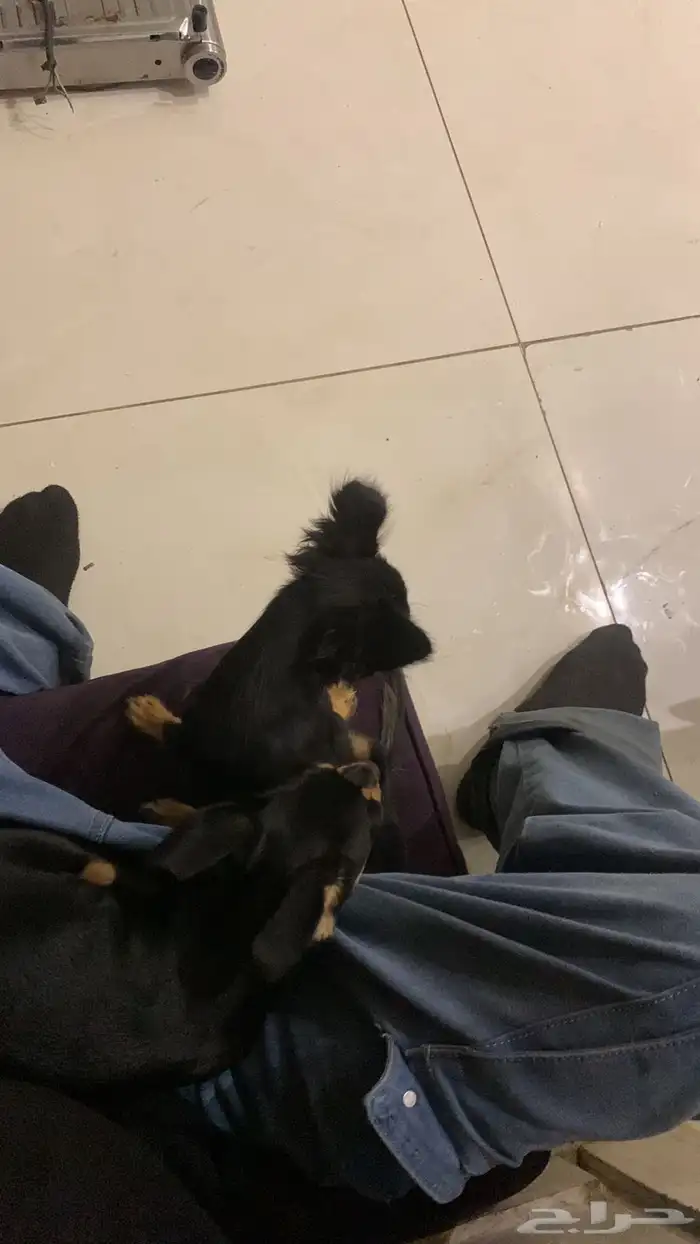 كلاب شيواوا تبني مستعجل 1