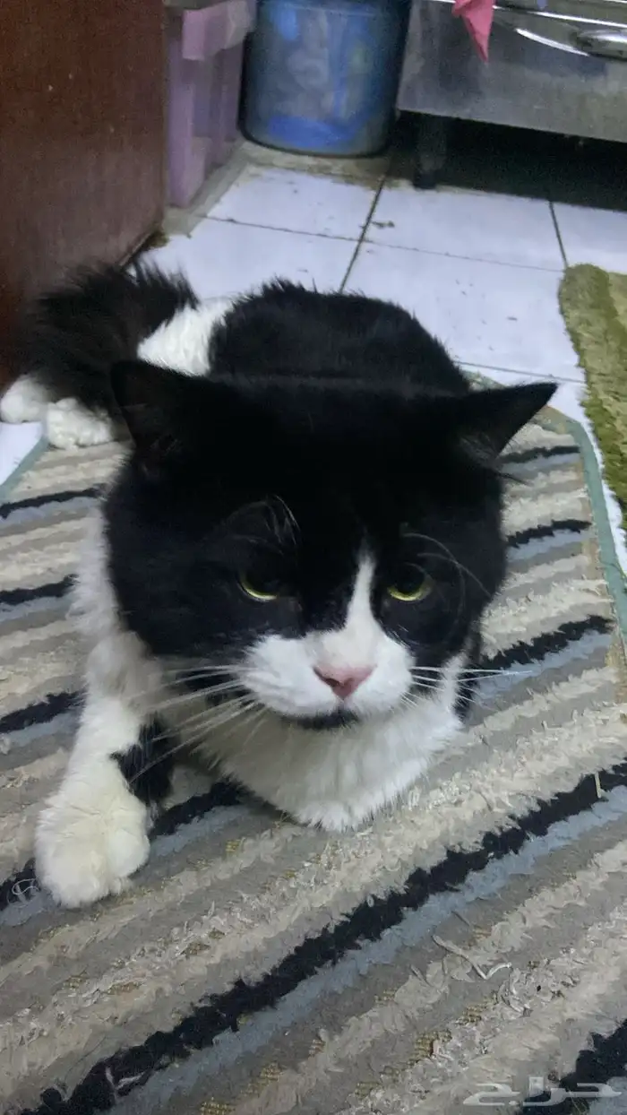 للتزاوج قط ذكر شيرازي امريكي 1