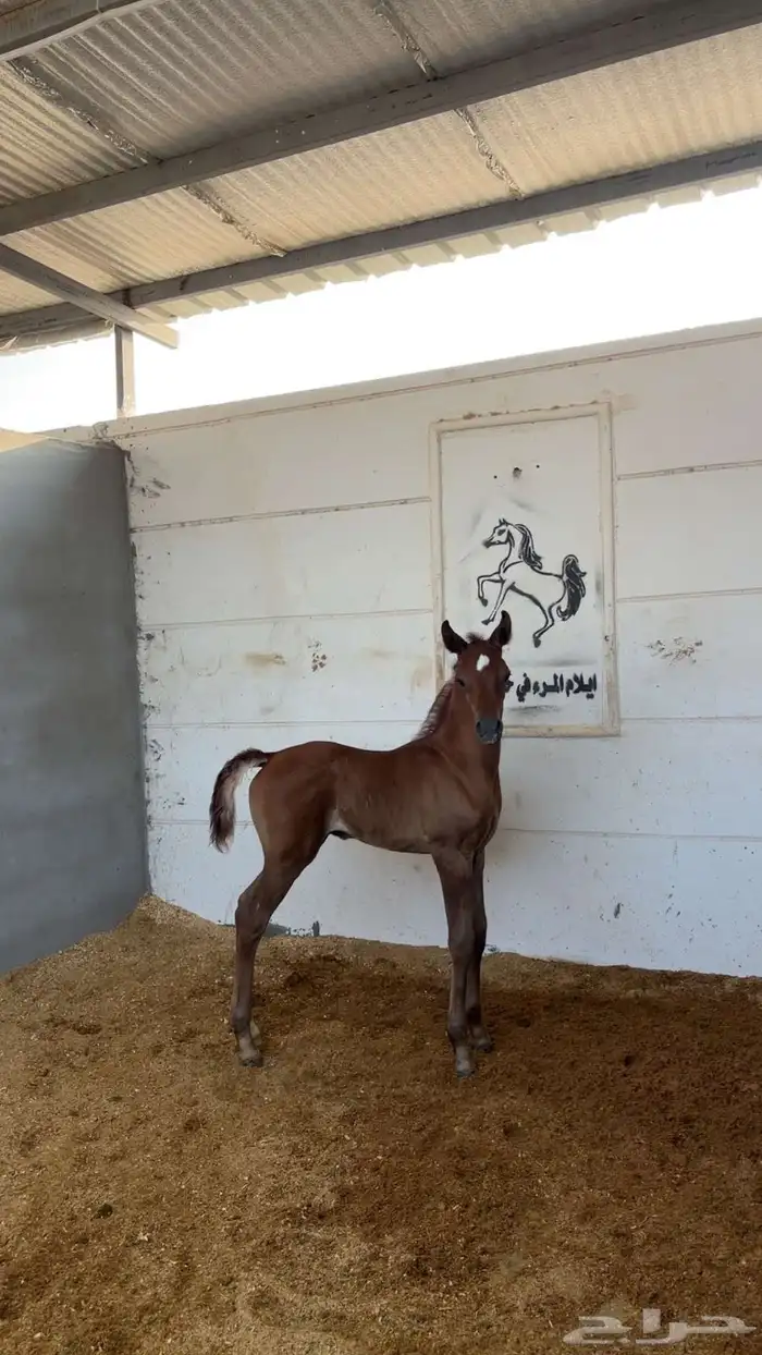فرس تحتها مهر سليمه 3