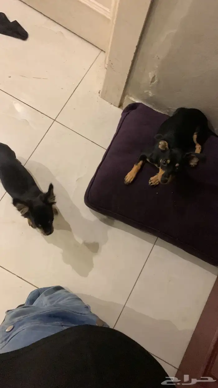 كلاب شيواوا تبني مستعجل 0