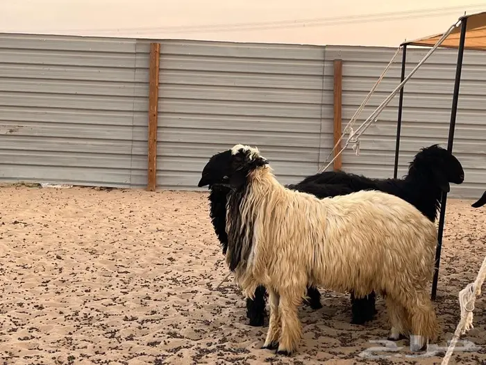 مشروع فحول عرب 2