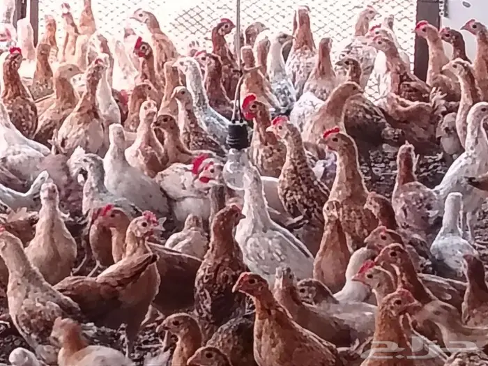 صيصان دجاج بلدي 4