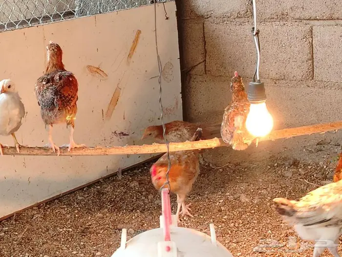 صيصان دجاج بلدي 2