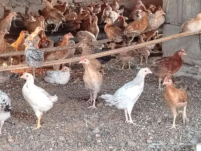 صيصان دجاج بلدي 7