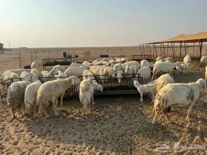 غنم خلفات صغار سن دفيع و مضاريع سونار شرط 1