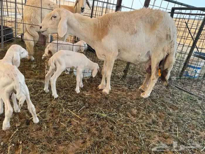 غنم خلفات صغار سن دفيع و مضاريع سونار شرط 4