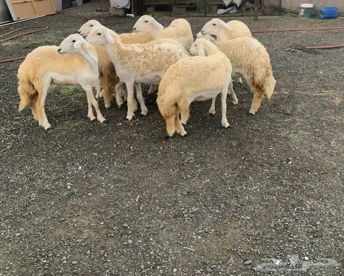 رخال جذعات دفيه 2