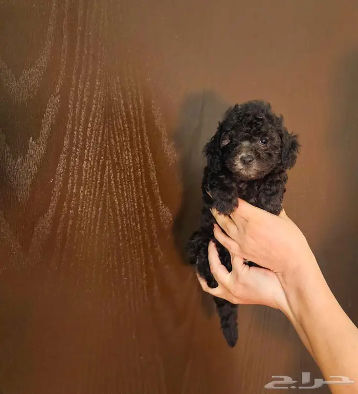 Poodel بودل 8