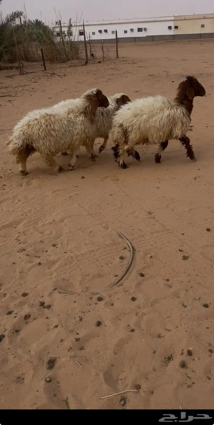 نعيم فواخر للبيع 5