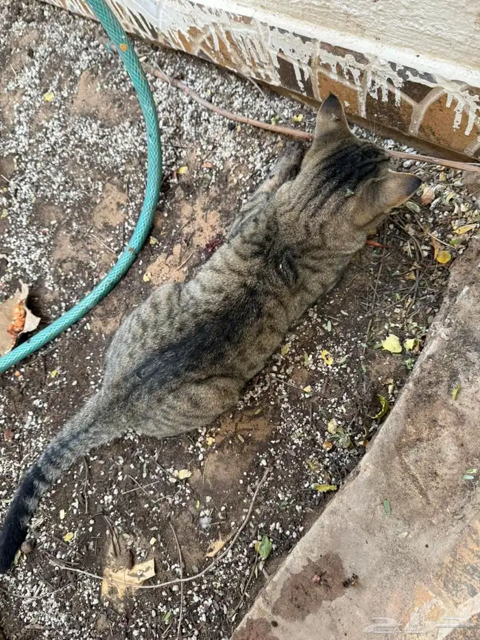 قطوه صادمتها سياره احد يتبنى حالتها و يعالجها 0